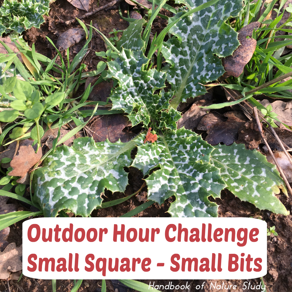 Outdoor Hour Challenge Small Square Small Bits @handbookofnaturestudy