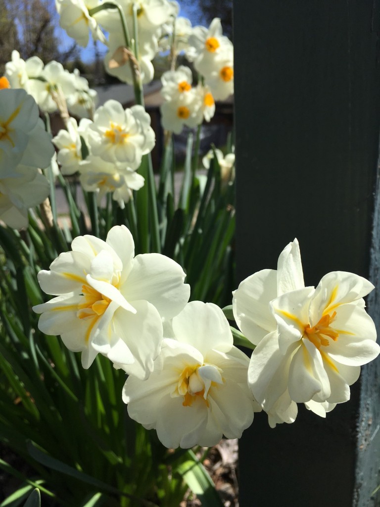 Signs of Spring @handbookofnaturestudy (2)