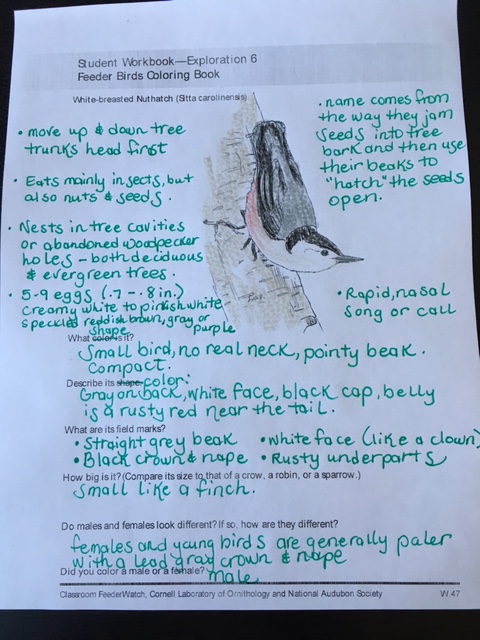 White Breasted Nuthatch Notebook Page @handbookofnaturestudy