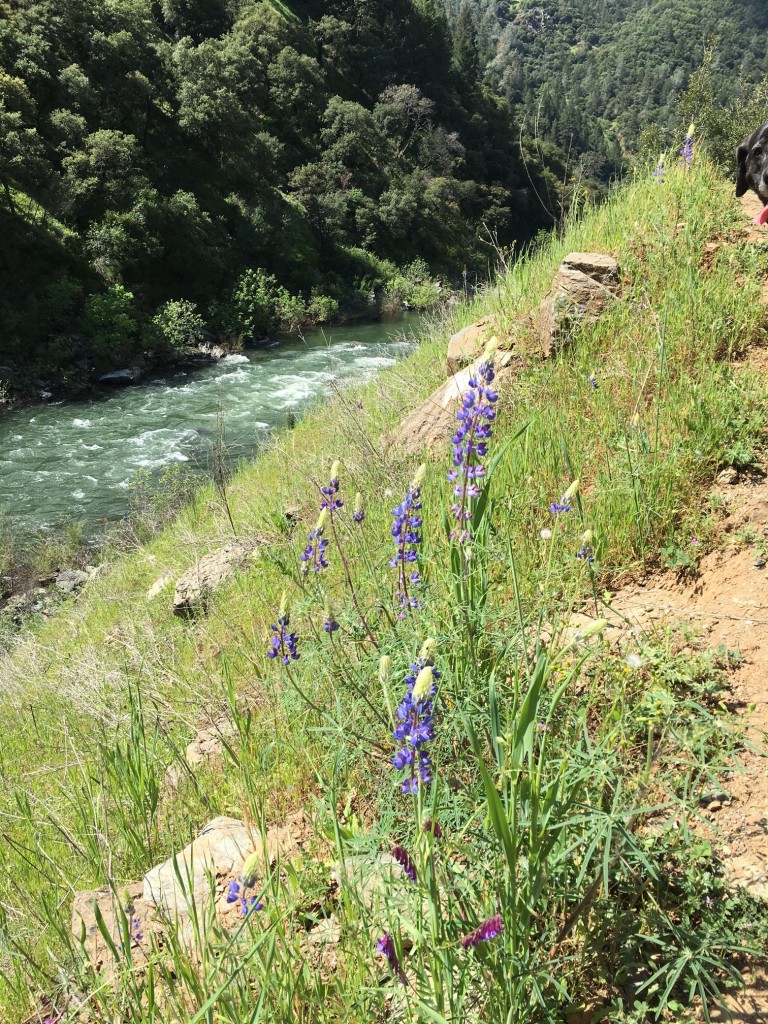 American River lupine April 2016