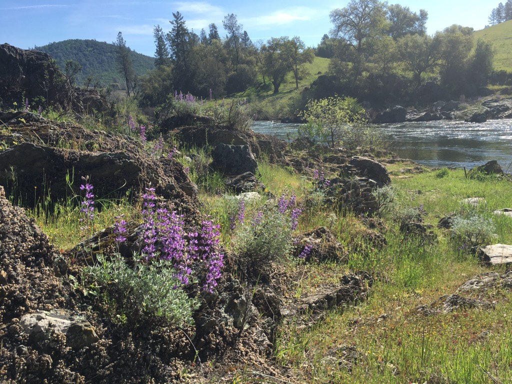 American River with lupine April 2016