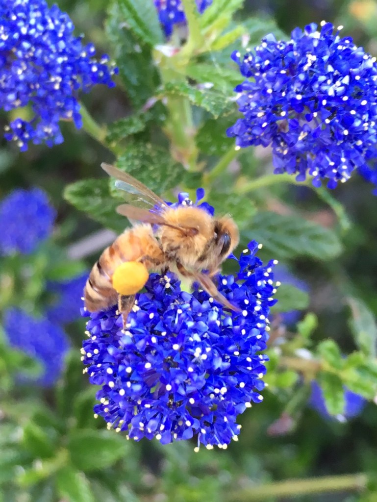 Bee on California Lilac april 2016