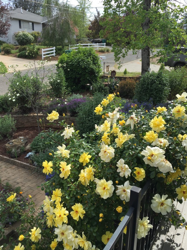 Frontyard April 2016 roses