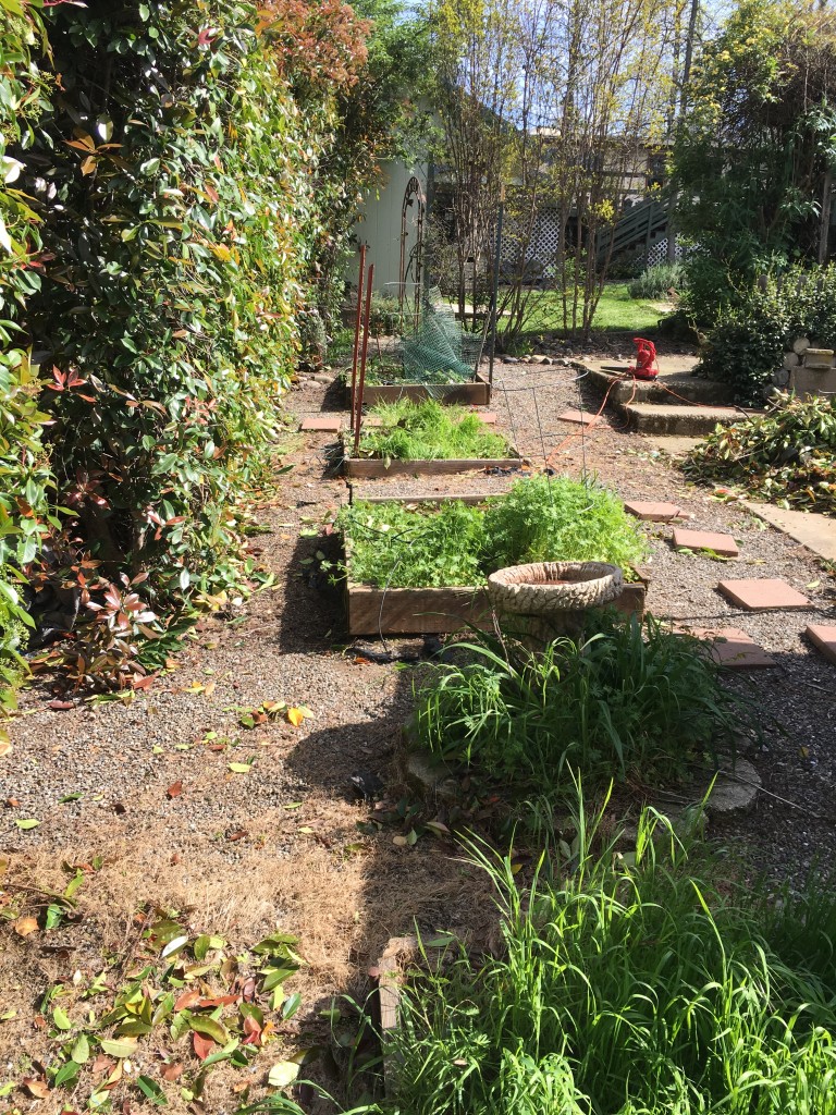 Garden Clean Up March 2016 (12)