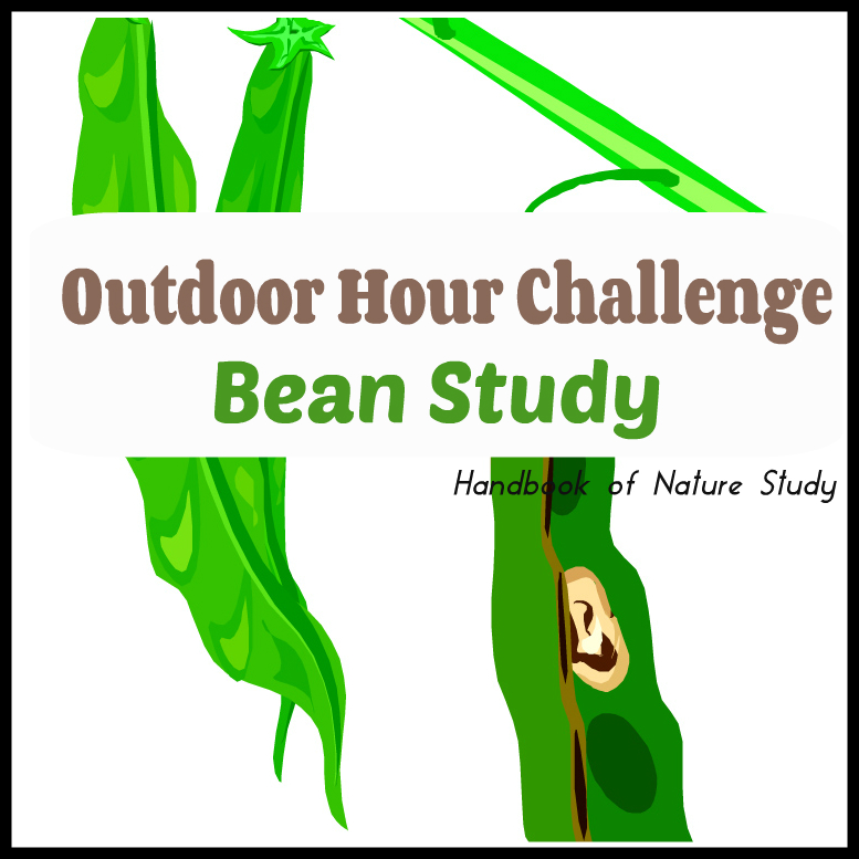 Outdoor Hour Challenge Bean Study @handbookofnaturestudy