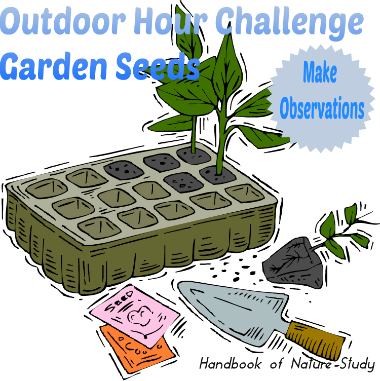 Outdoor Hour Challenge Garden Seeds Observations @handbookofnaturestudy
