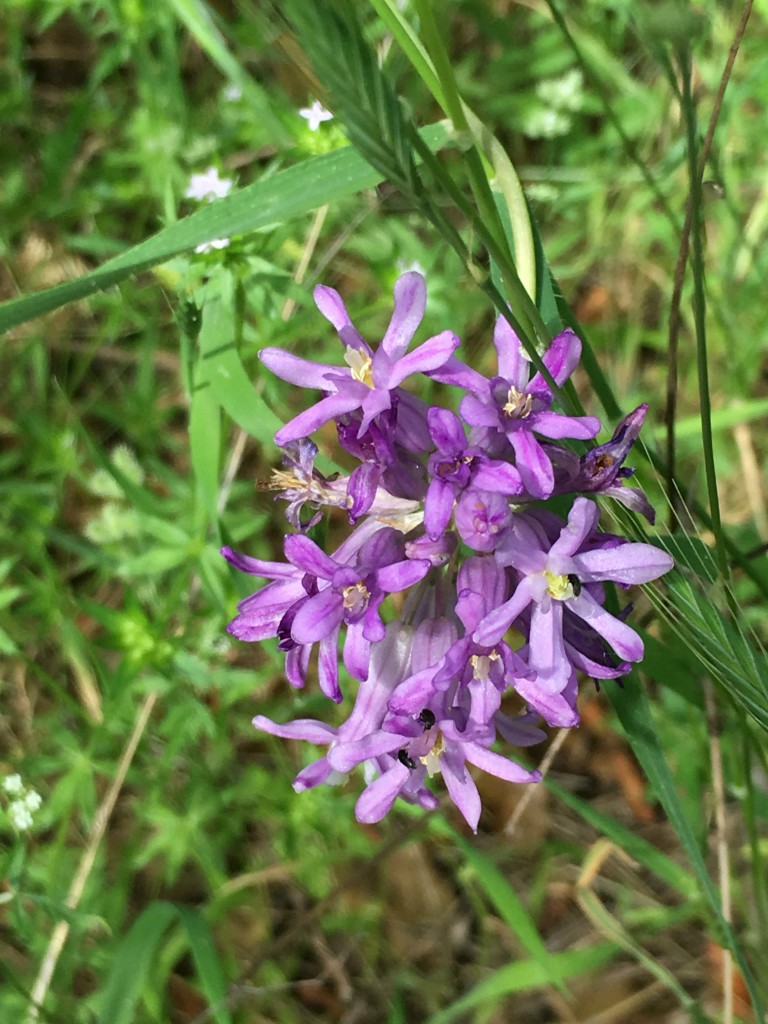 Hidden Falls Hike May 14 2016 lavender (57)