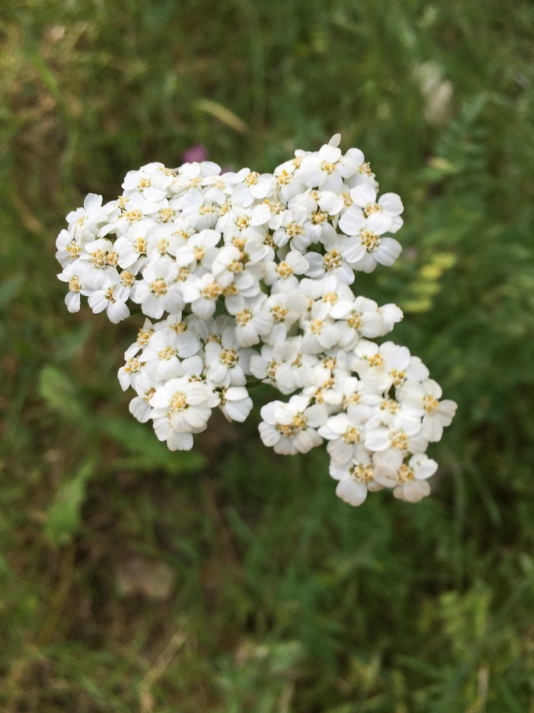 Hidden Falls Hike May 14 2016 yarrow(68