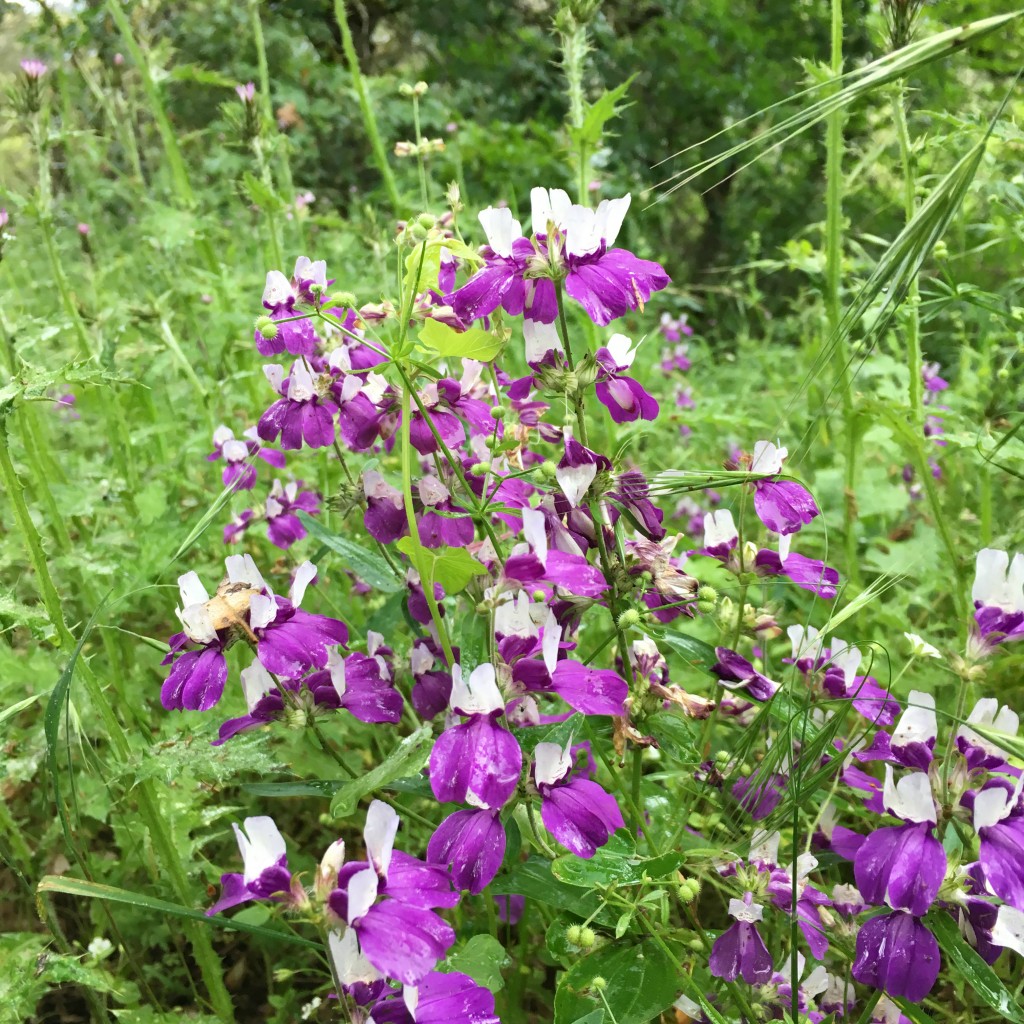 Red Shack May 7 2016 (14) purple chinese houses