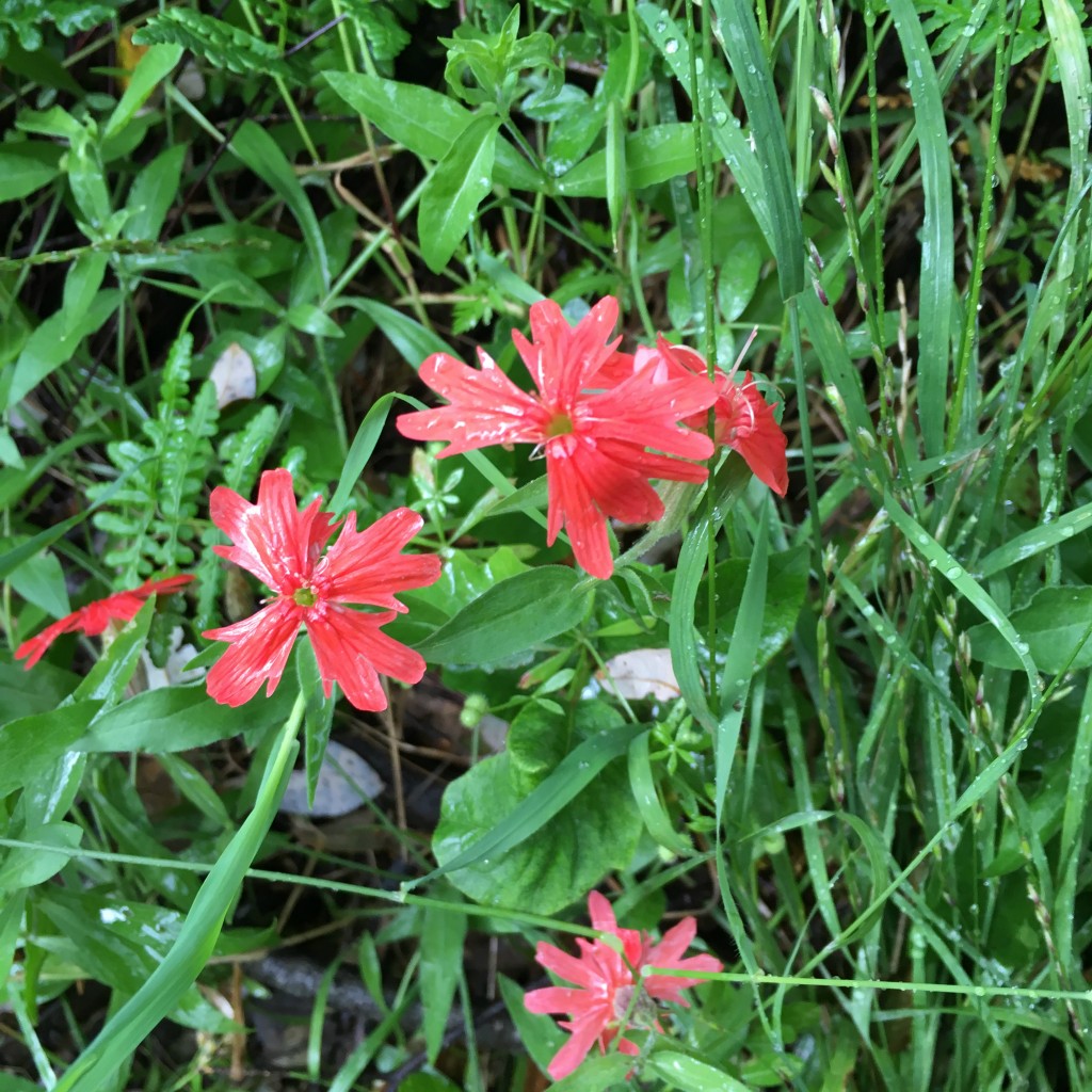 Red Shack May 7 2016 (16) blanket flower