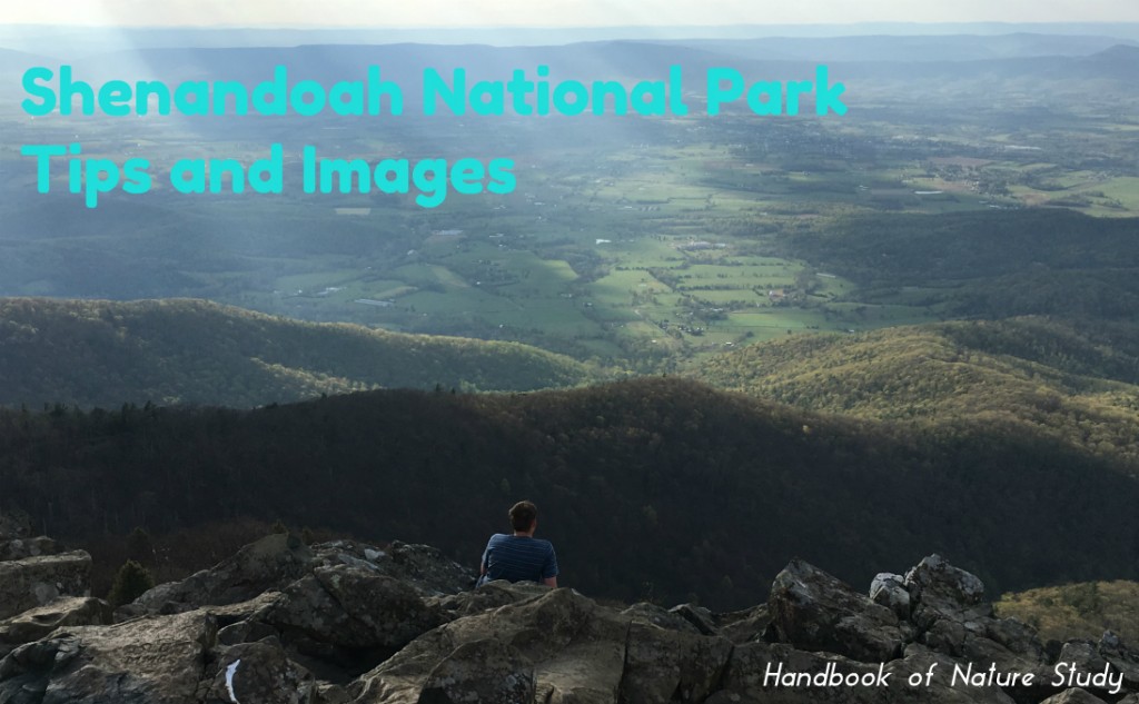 Shenandoah National Park Tips and Images @handbookofnaturestudy