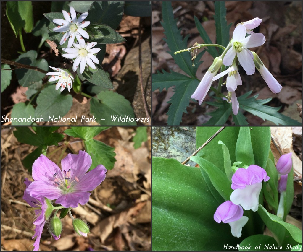 Shenandoah National Park Wildflowers @handbookofnaturestudy