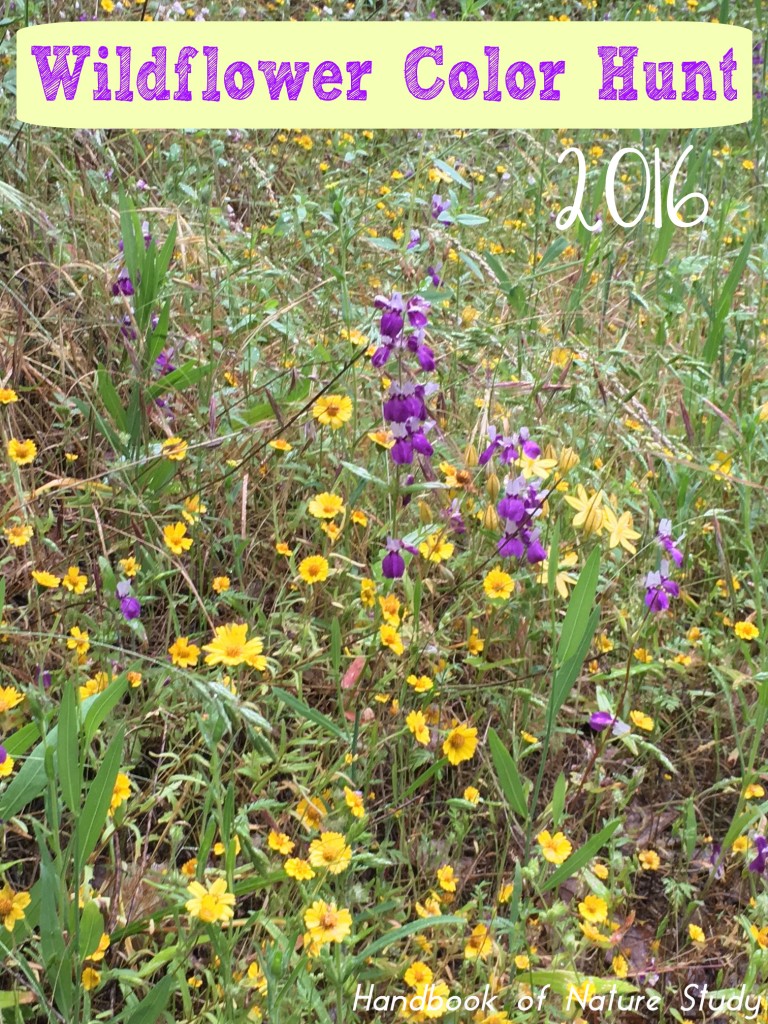 Wildflower Color Hunt 2016 @handbookofnaturestudy
