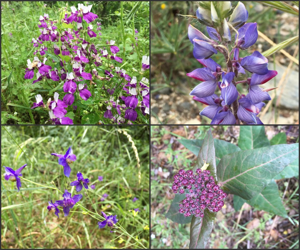Wildflower Color Hunt Purple @handbookofnaturestudy