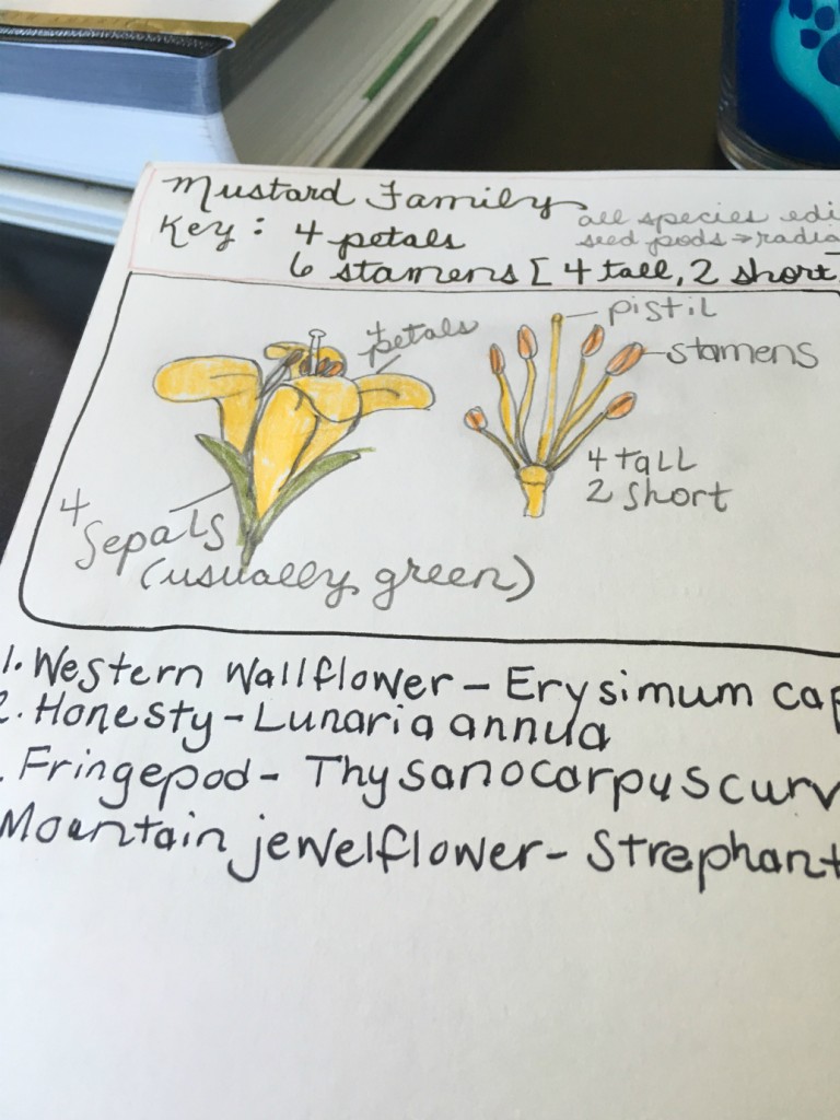 Botany in a Day Mustard Family Journal Page @handbookofnaturestudy