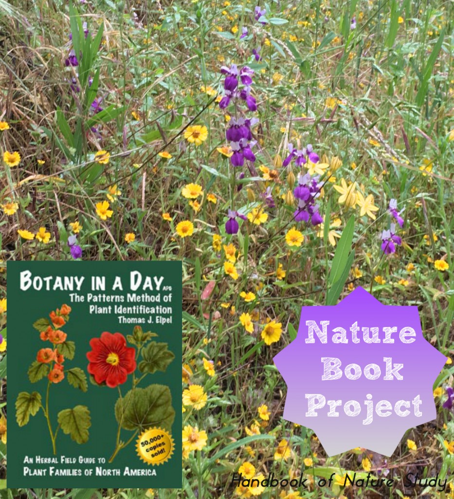 Botany in a Day Review Nature Book Project @handbookofnaturestudy