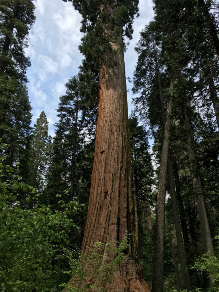 Calaveras Big Trees May 21 2016 (90)