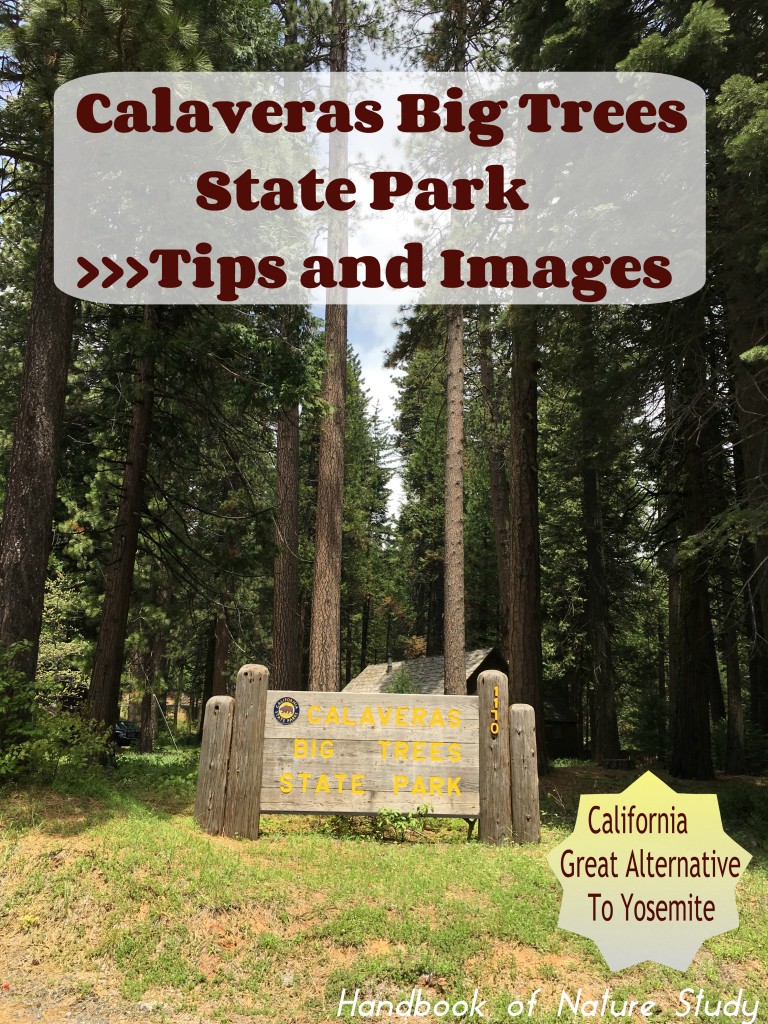 alaveras Big Trees State Park Tips and Images @handbookofnaturestudy