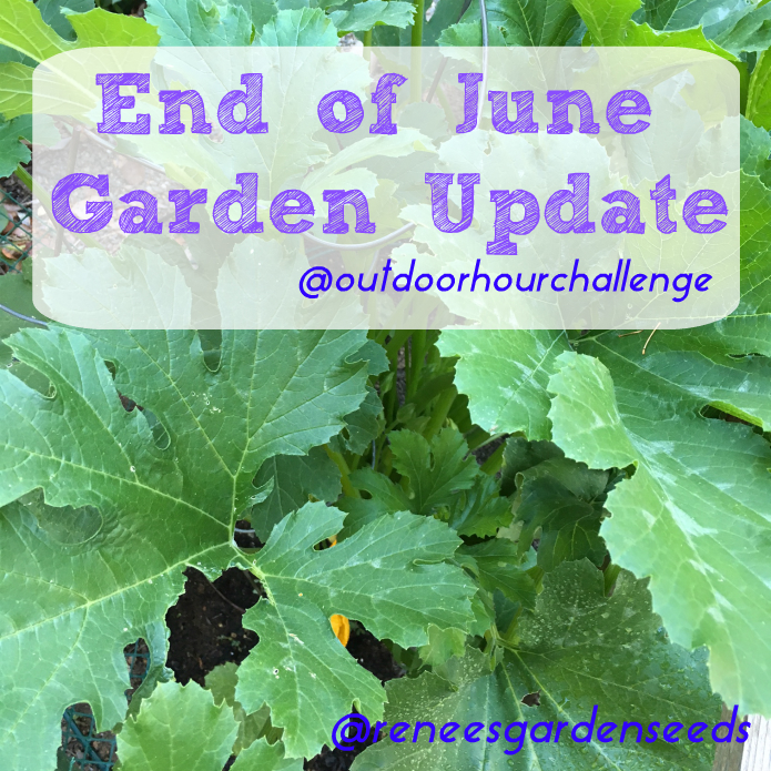 End of June Garden Update Renees Garden @outdoorhourchallenge