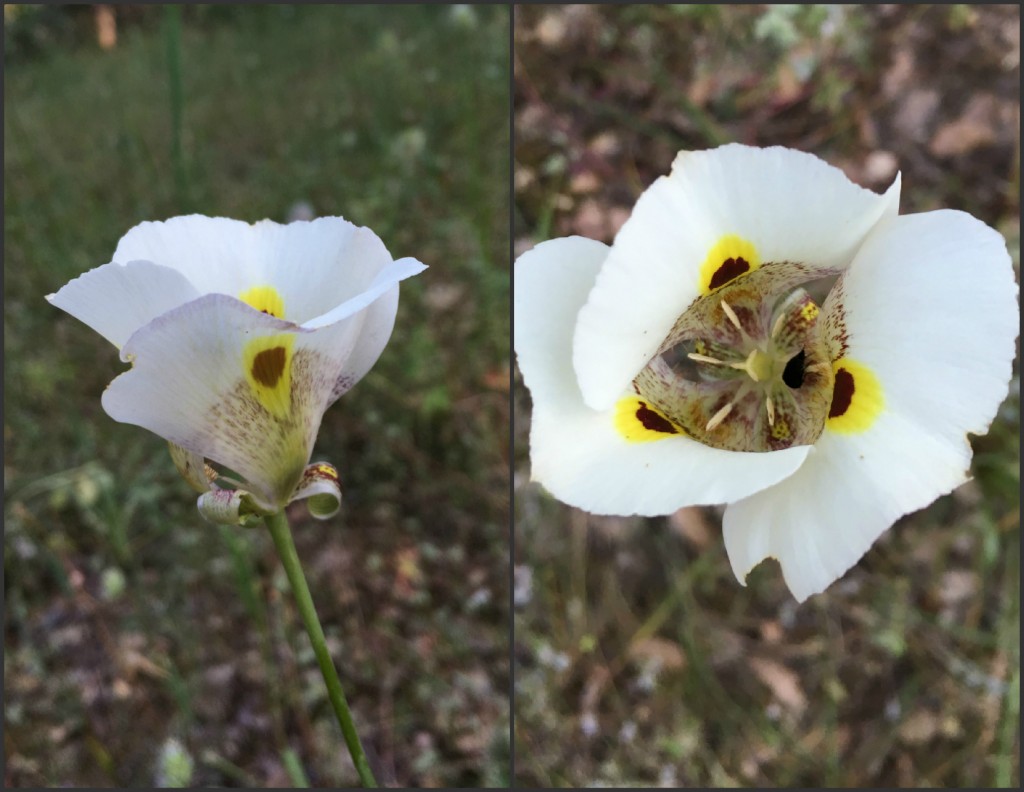 Mariposa Lily