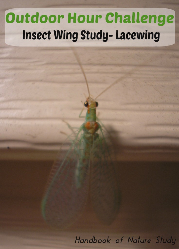 Outdoor-Hour-Challenge-Insect-Wing-Study-@handbookofnaturestud