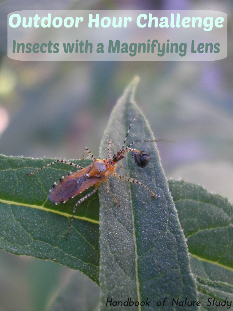 Outdoor-Hour-Challenge-Insects-with-a-Magnifying-Lens-@handbookofnaturestudy