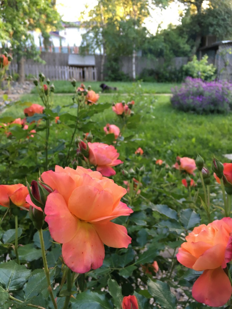 Yard Garden Flowers May 2016 (3)