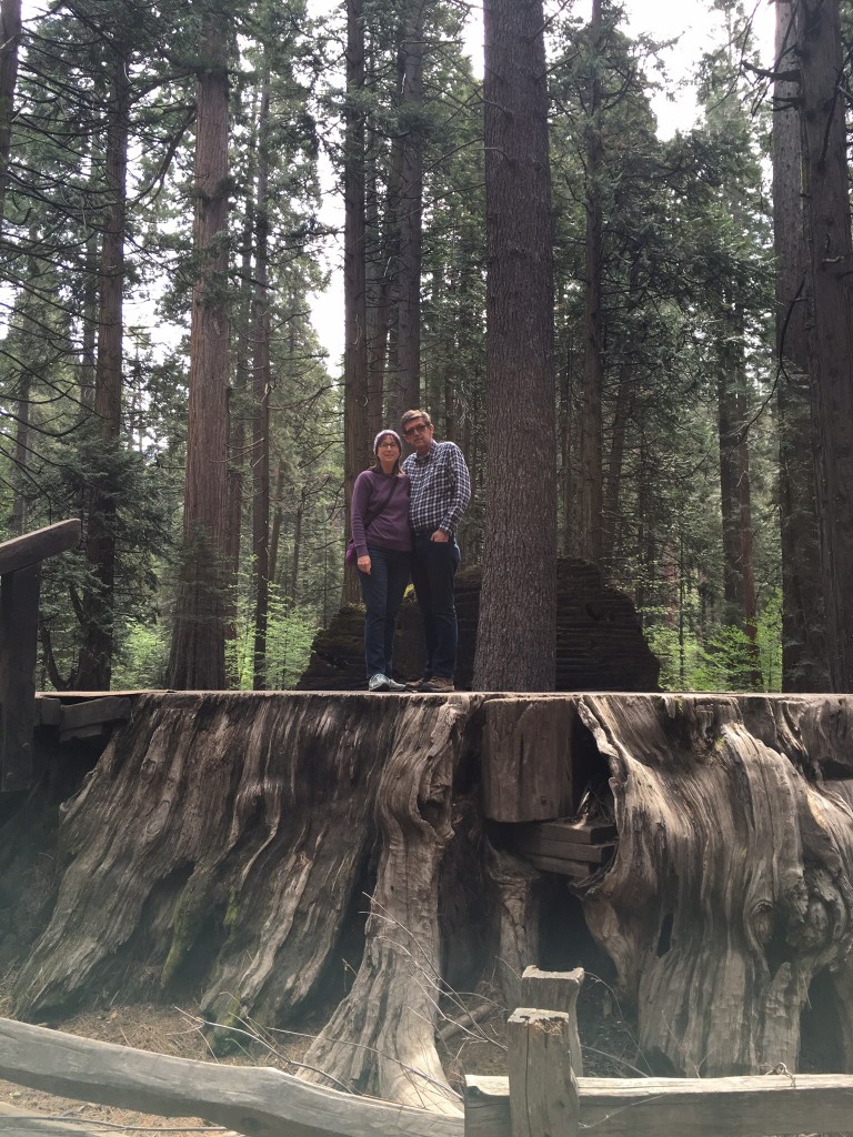 Calaveras Big Trees Stump