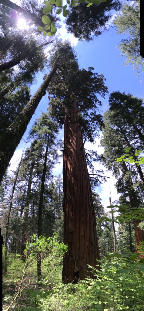 Calaveras Big Trees Sequoia
