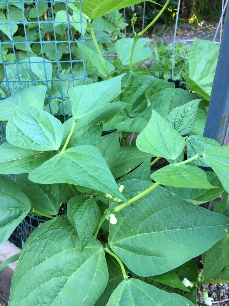 renees garden seed update June 29 (5)