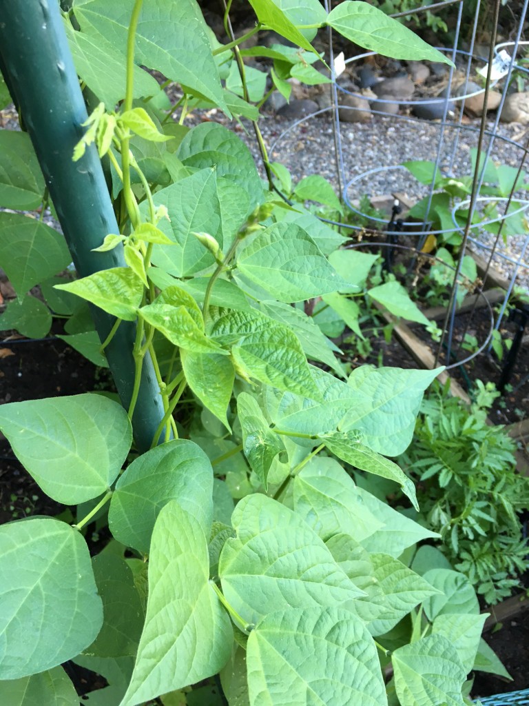 renees garden seed update June 29 (6)