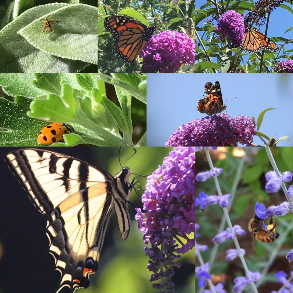 Creating a Wildlife Habitat Collage