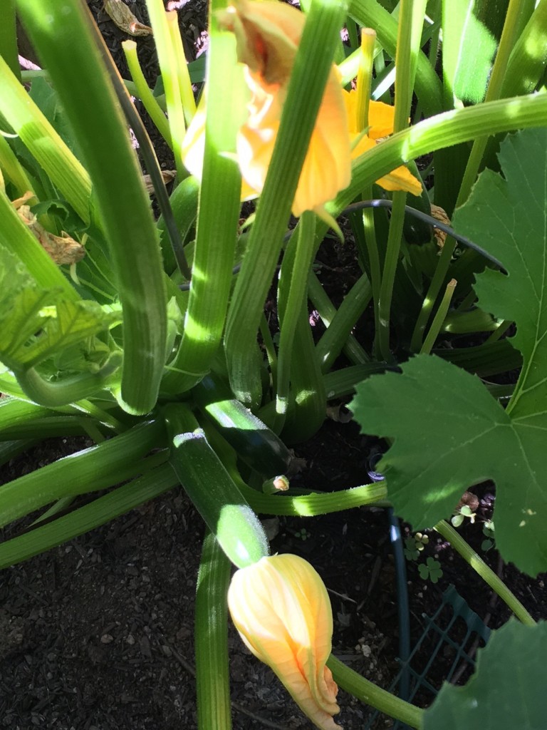 Renees Garden raven zucchini