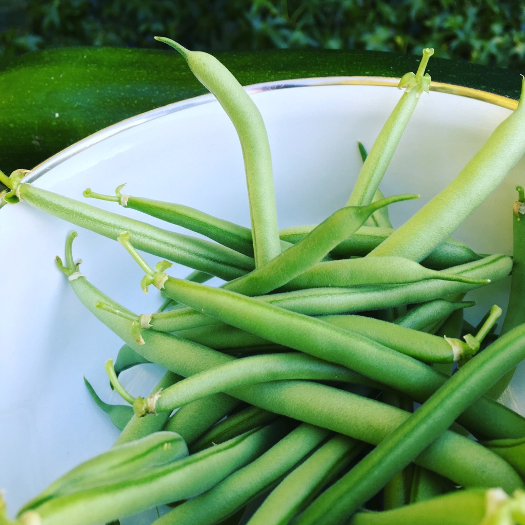 Renees Garden Slenderette green beans