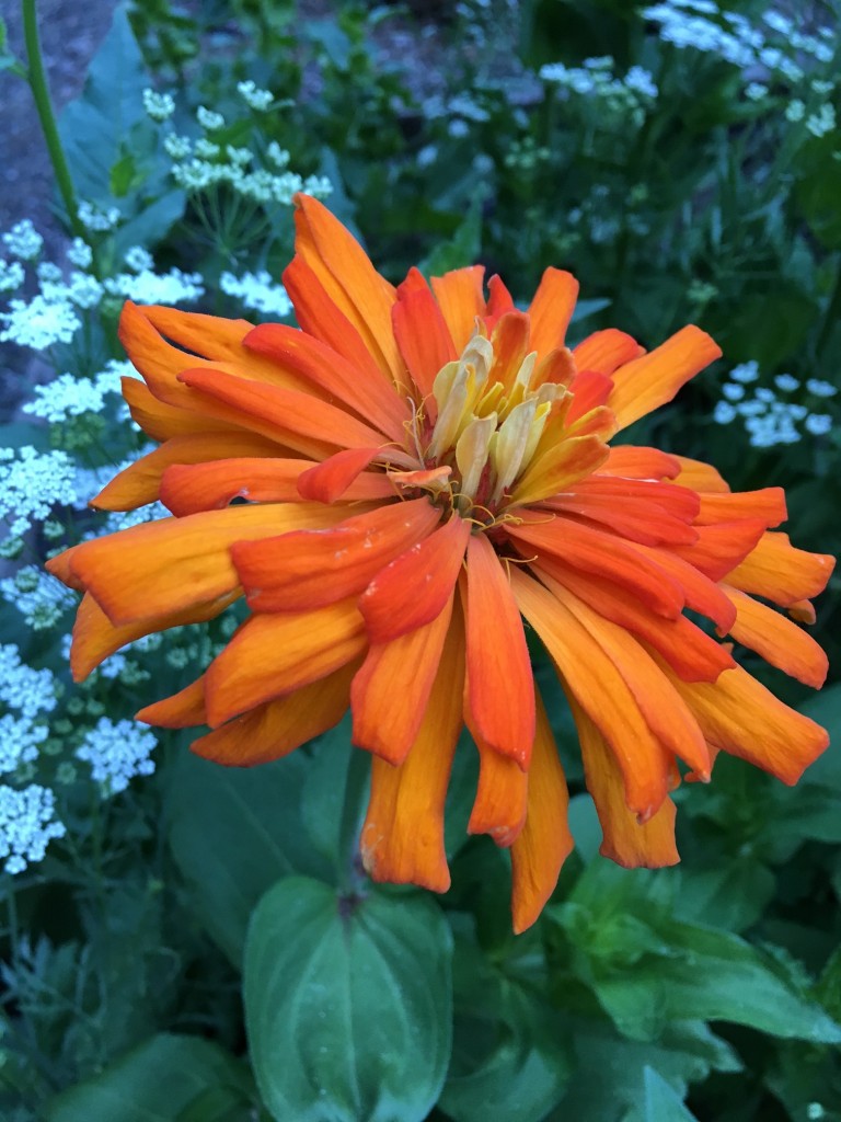 Renees Garden Lion Zinnia