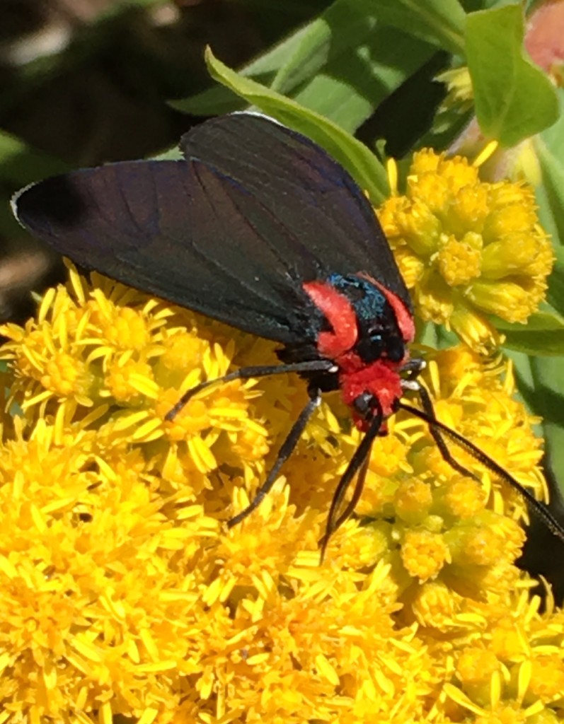 Goldenrod and red shouldered ctenucha