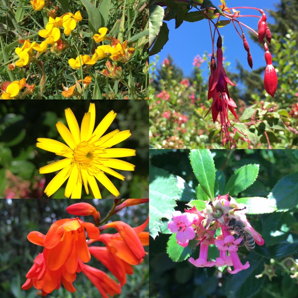 Wildflower collage oregon coast