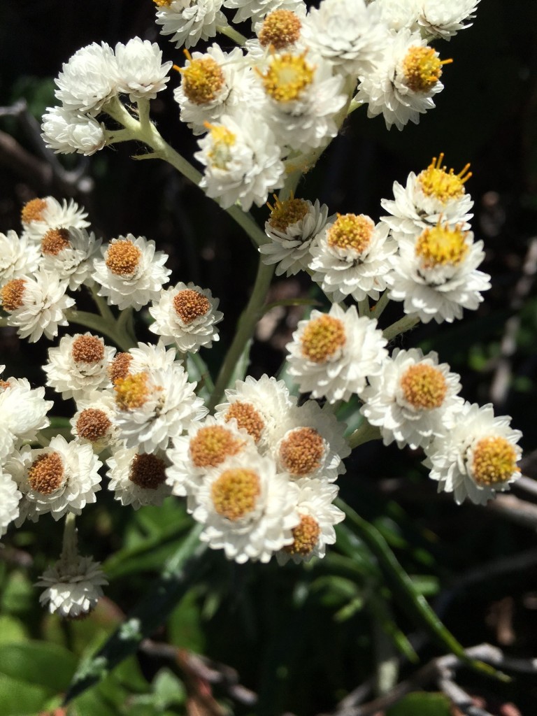 Pearly Everlasting