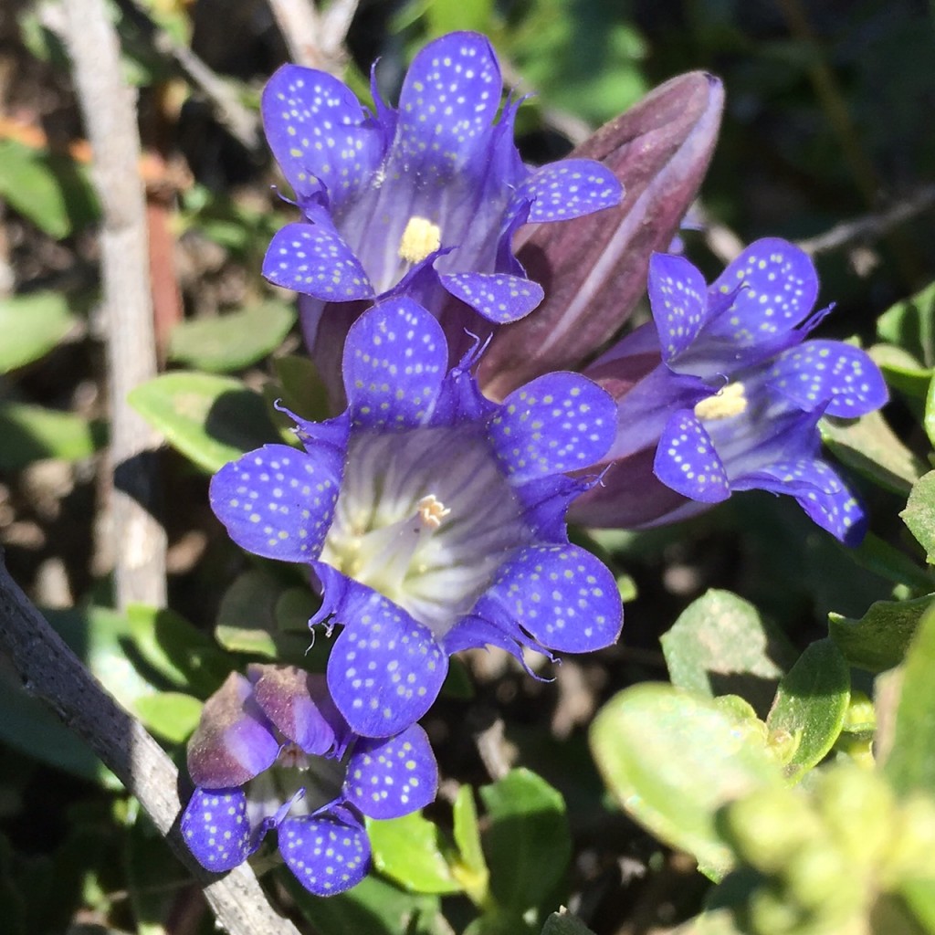 Gentian