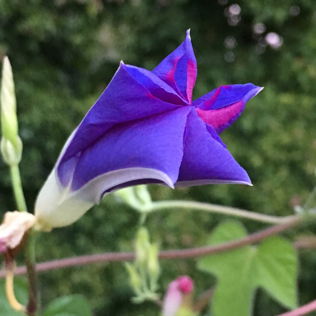 Morning glory bursting open