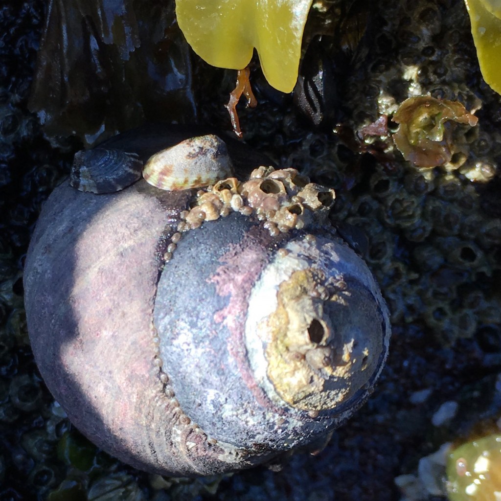 Black Turban Snail Oregon Coast
