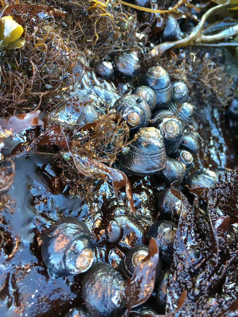 Oregon Coast Tidepool Snails