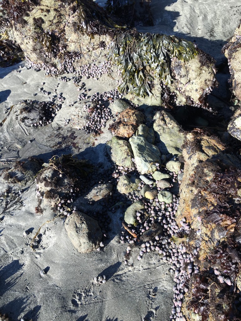 Oregon Coast tidepools and snails