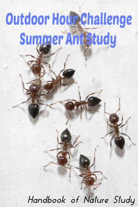 Outdoor Hour Challenge Summer Ant Study @handbookofnaturestudy