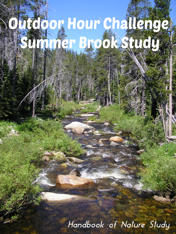 Outdoor Hour Challenge Summer Brook Study @handbookofnaturestudy