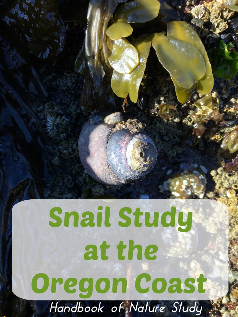 Snail Study at the Oregon Coast @handbookofnatuestudy