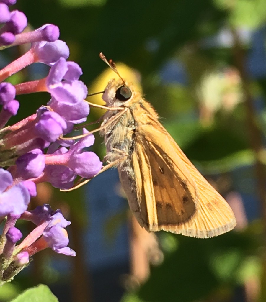 fiery skipper on the butterfly bush