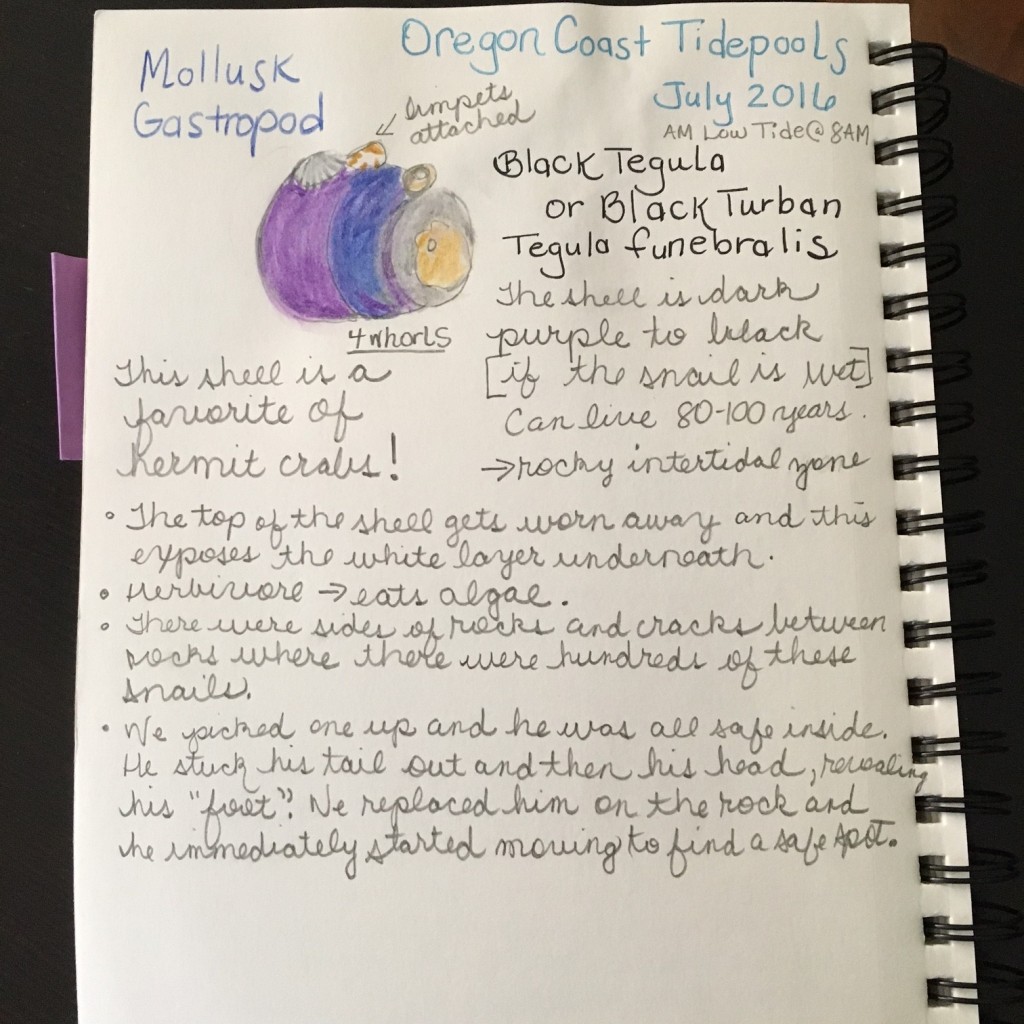 mollusk nature journal page