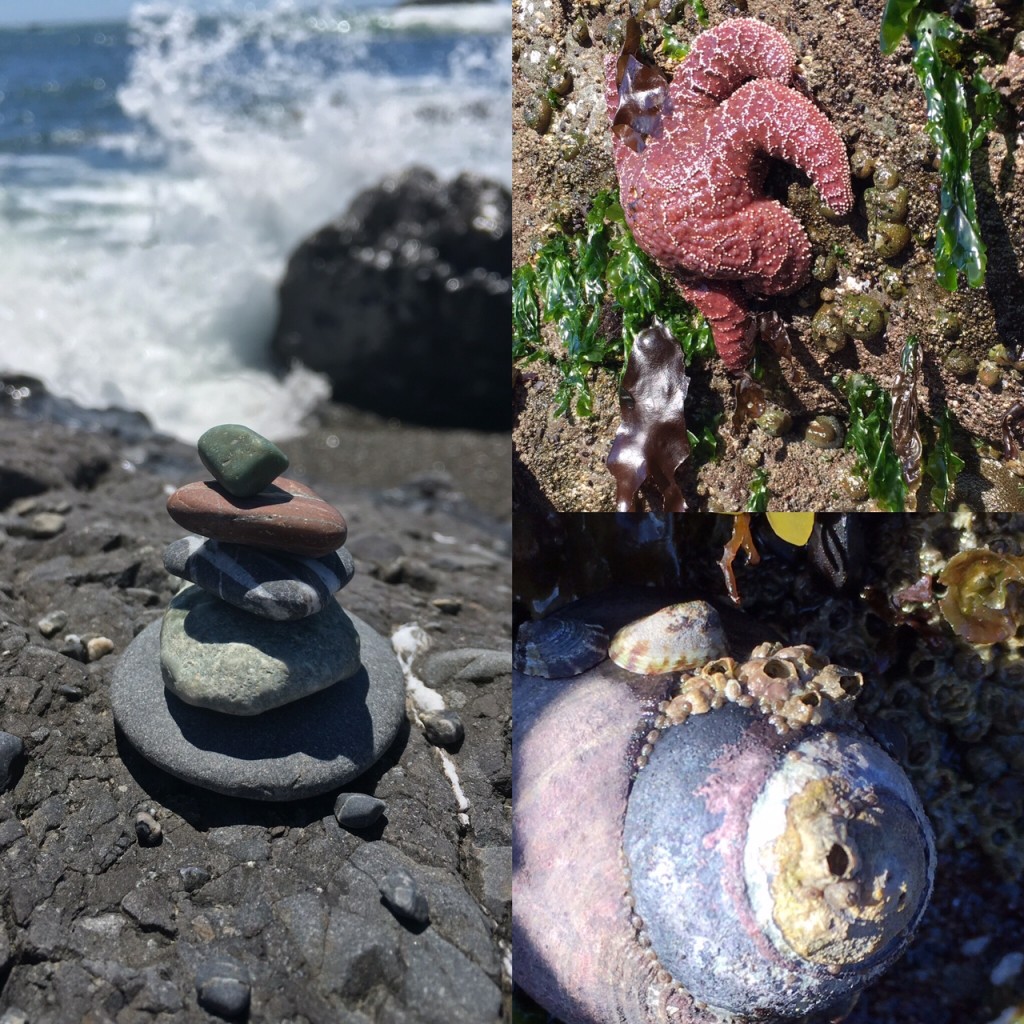 oregon coast tidepool collage july 2016