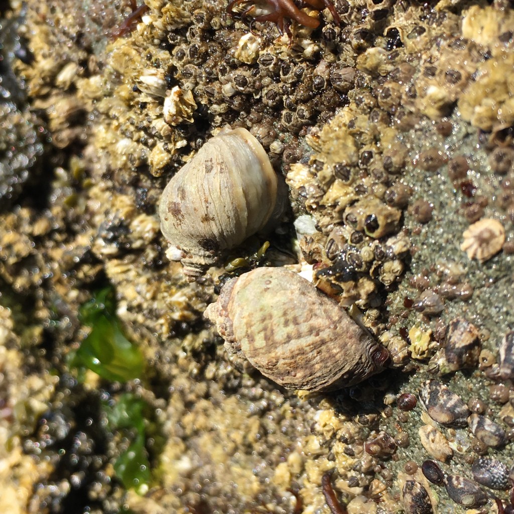 oregon trip 2016 tidepools harris beach  (7)